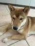 vaiko shiba de 6 mois en education sur les ordres de bases à marseille