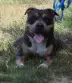 dressage chien, education canine aubagne