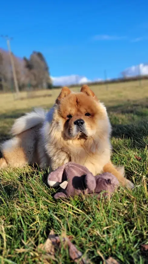 Education canine Aubagne - Edukynos spécialiste en comportement canin