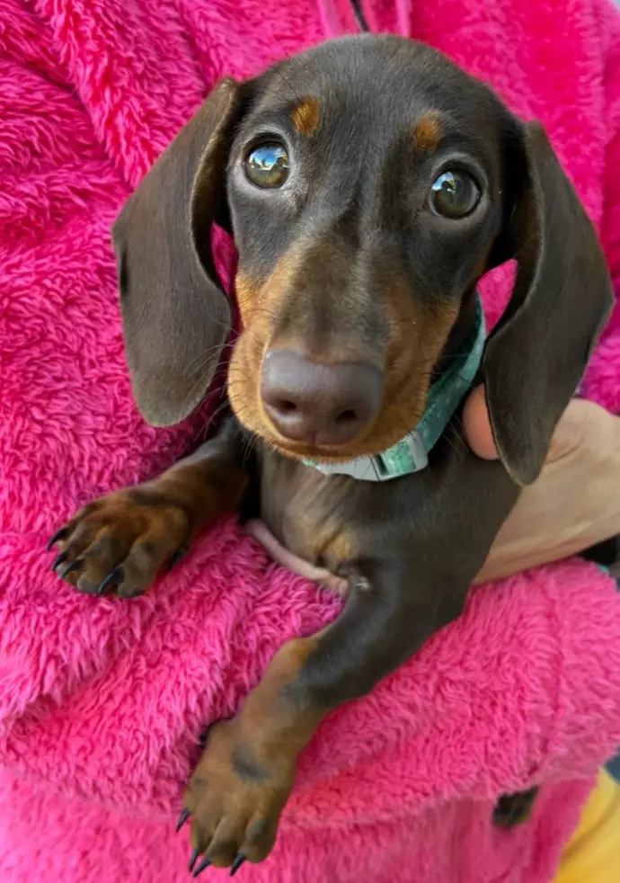 éducateur canin, éducateur canin positif, comportementaliste canin, éducation canine, rééducation canine, comportement chien, dressage chien, problème comportement chien, obéissance chien, socialisation chiot