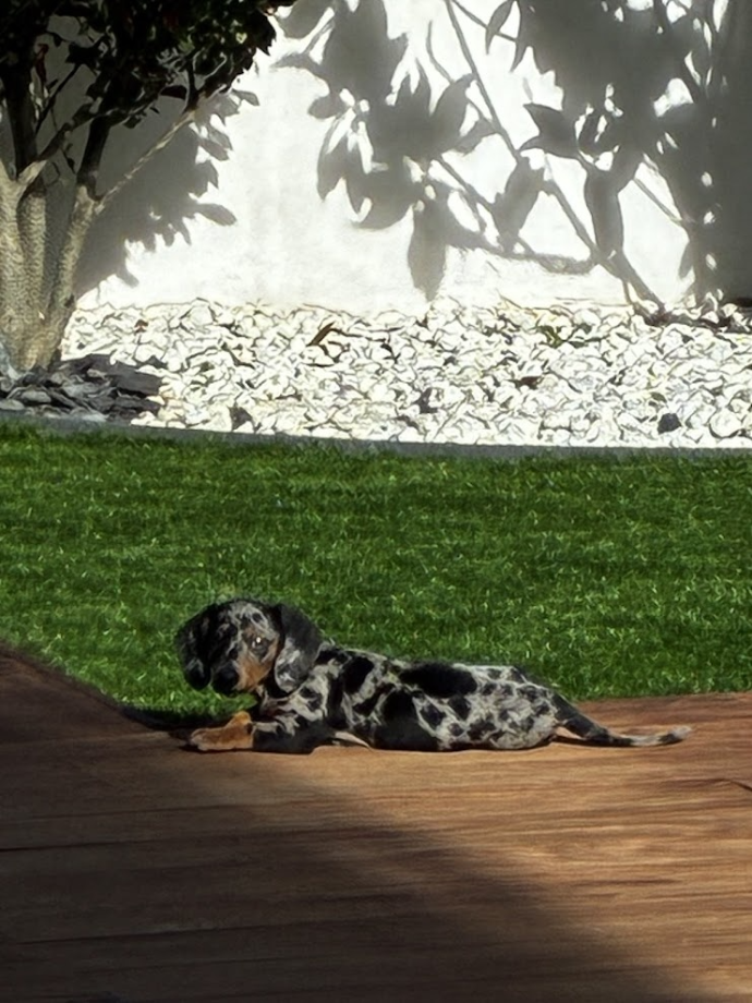 séance comportementaliste chien