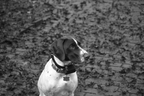 &#34;Petit chien recevant une récompense pour son comportement silencieux