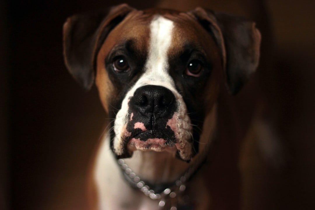 Chien calme assis après une séance anti aboiements