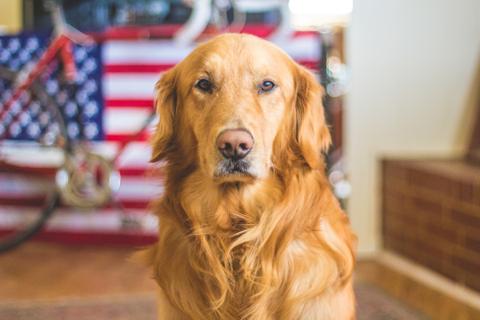 &#34;Chien de type berger regardant dehors sans aboyer, devant une fenêtre fermée&#34;
